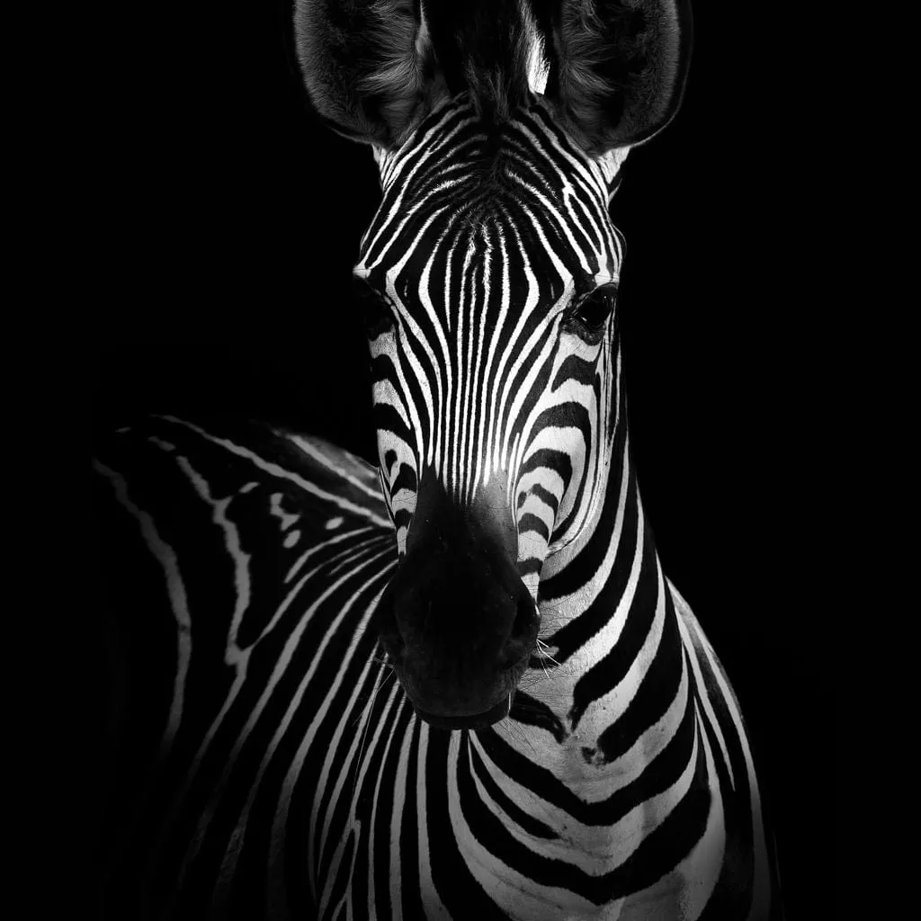 Black and White Zebra