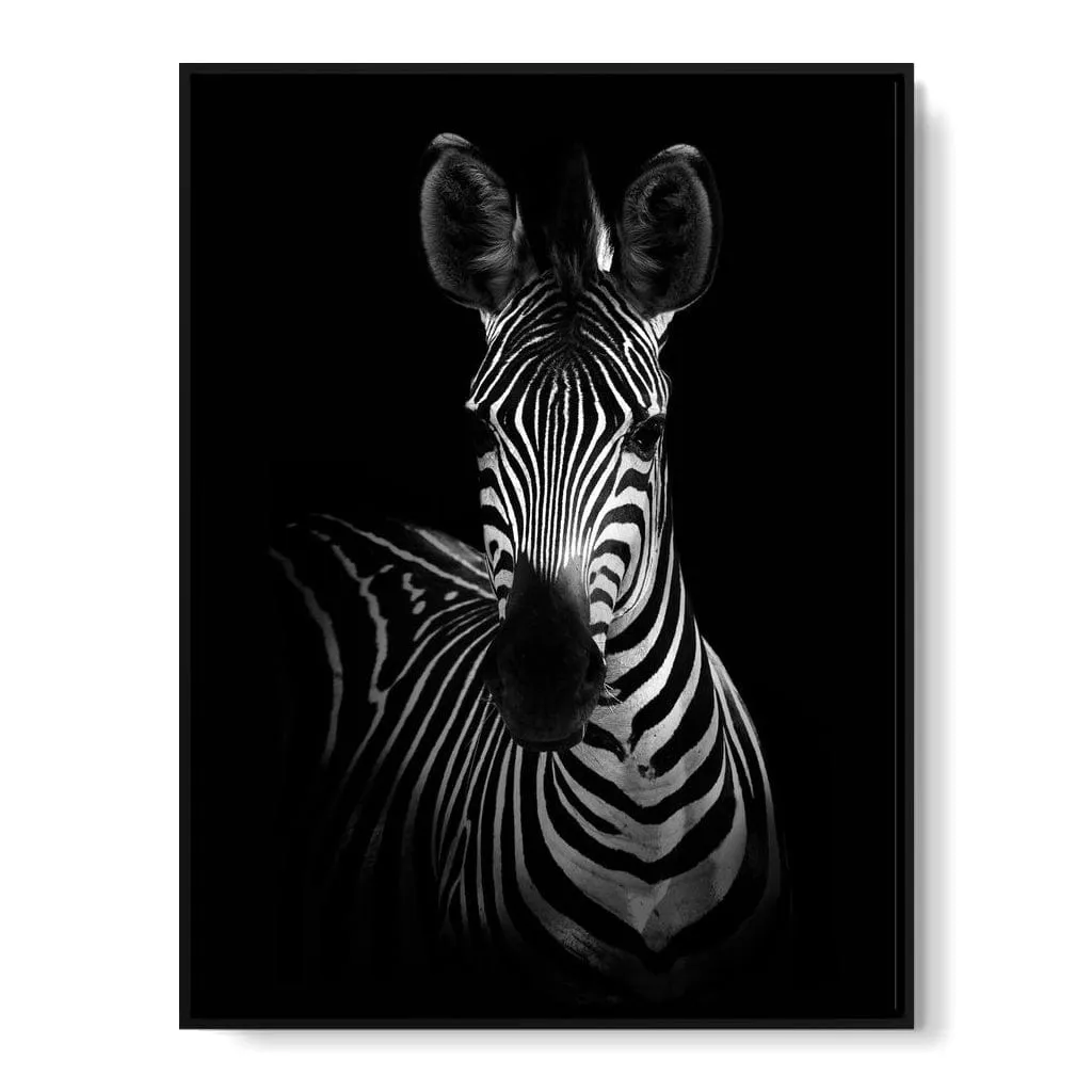 Black and White Zebra